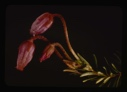 Image of phyllodoce caerulea