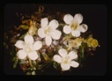 Image of lorseluria procumbens, alpine azalea [no - Diapensia lapponica]