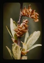 Image of myrica gale, stamen flowers