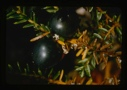 Image of empetrum nigrum, black crowberry