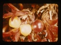 Image of berries, fall foliage