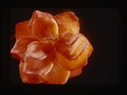 Image of sedum roseum