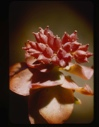 Image of sedum roseum, fruit