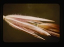 Image of seed head