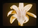 Image of yellow tipped flower