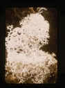 Image of lichen, white