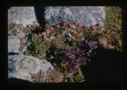 Image of bilberry, bunchberry, rubus arctica