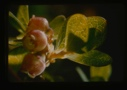 Image of vaccinium vitis-ldaea, bilberry