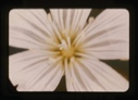 Image of cerastium alpinia