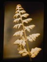 Image of woodsia ilvensis