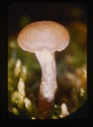 Image of tundra mushroom