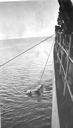 Image of Polar bear, tied, in water  by ship 