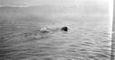 Image of Walrus swimming