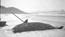 Image of Female narwhal on beach