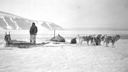 Image of Eskimo [Inuk] and team on beach by female narwhal 