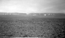 Image of Musk oxen in distance