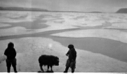 Image of Two Eskimos [Inuit] and musk-ox