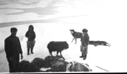 Image of Musk ox with men and carcasses