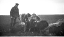 Image of Musk oxen and hunters