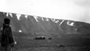 Image of Musk oxen and dog; Eskimo [Inuk] man watching