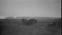 Image of Musk oxen and dogs