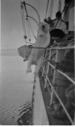 Image of Polar Bear hanging over rail