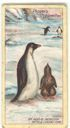 Image of Cigarette card, An Adelie Penguin with a Young One