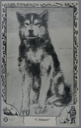Image of "I Helped", one of Peary's sled dogs