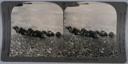 Image of stereo view card: small seal herd