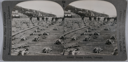 Image of stereo view card: drying codfish, Labrador