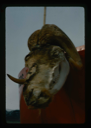 Image of Musk ox skeleton head hanging on U.S. Army vehicle 
