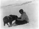 Image of Donald MacMillan and month-old pet musk ox