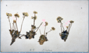 Image of Draba alpina?, collected by Ralph P. Robinson