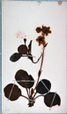 Image of Arctic flowers [bog saxifrage?] collected by Ralph P. Robinson
