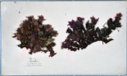 Image of Purple saxifrage (Saxifraga oppositifolia), collected by Ralph P. Robinson
