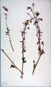 Image of Scurvey grass, collected by Ralph P. Robinson