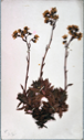 Image of Arctic flowers [yellow mountain saxifrage?], collected by Ralph P. Robinson