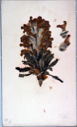 Image of Arctic flower [lousewort?] collected by Ralph P. Robinson