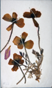 Image of Arctic flowers [arctic poppy?] collected by Ralph P. Robinson