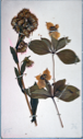 Image of Arctic flowers [arnica and dogwood?] collected by Ralph P. Robinson