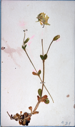 Image of Arctic flowers collected by Ralph P. Robinson