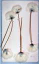 Image of Arctic flowers [cotton grass] collected by Ralph P. Robinson