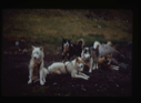 Image of Eskimo [Inuit] dogs