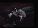 Image of Five pups