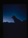 Image of Eskimo [Inuk] dog, silhouetted (2 copies)