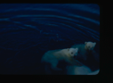 Image of Two polar bear cubs swimming (2 copies)