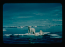Image of Polar bear on ice floe; two cubs climbing up