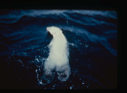 Image of Polar bear swimming away