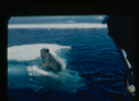 Image of Polar bear on the ice floe near the Bowdoin