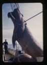 Image of Walrus hoisted aboard the Bowdoin